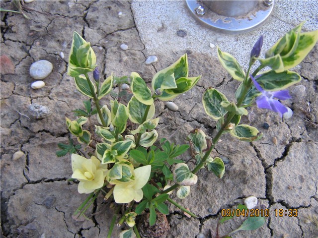 vinca